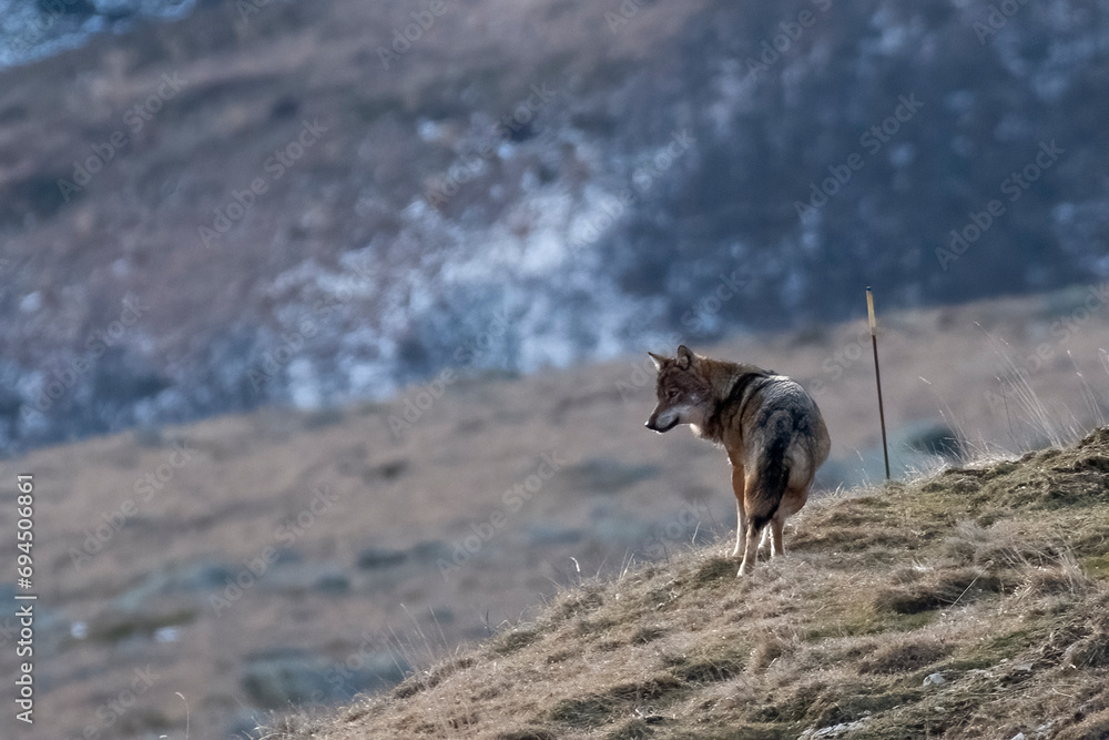 Italian wolf or Apennine wolf (Canis lupus italicus), wild animal looking downstream standing on an alpine ridge on a winter day, Italy.