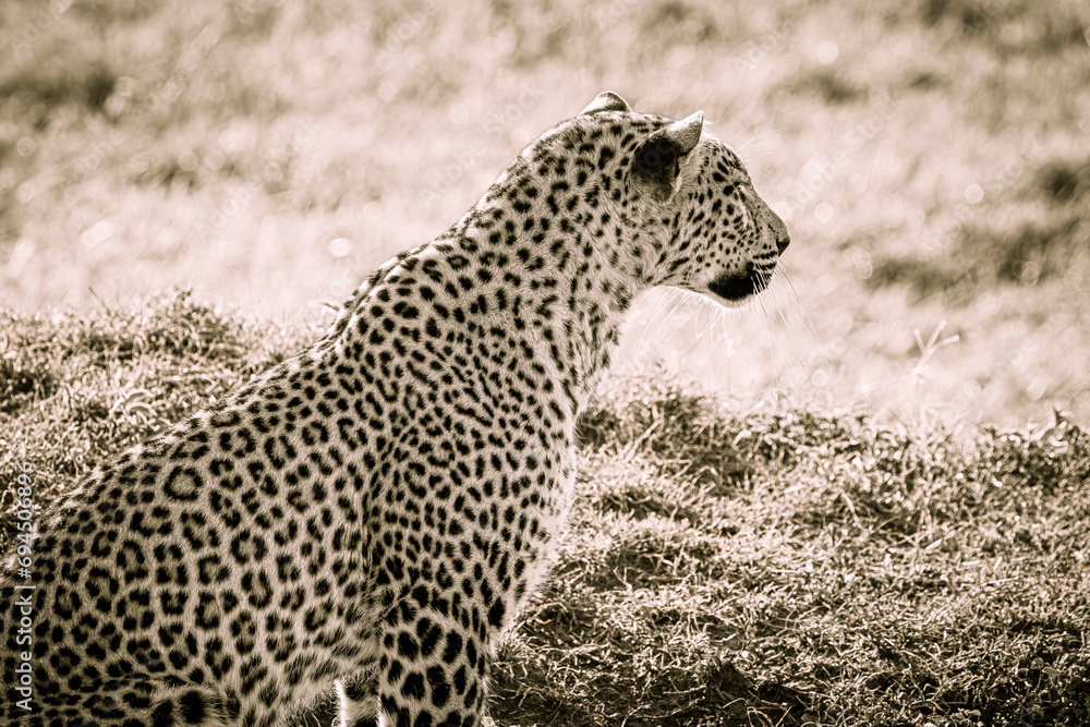 Fototapeta premium leopard