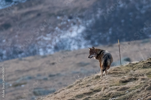 Obraz na płótnie Italian wolf or Apennine wolf (Canis lupus italicus), wild animal looking downstream standing on an alpine ridge on a winter day, Italy. w salonie