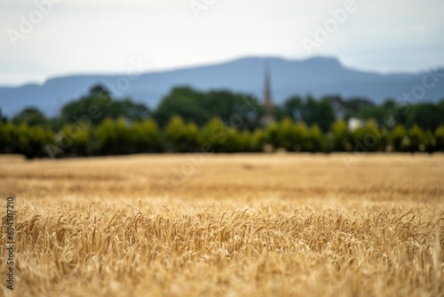 wheat grain crop in a field in a farm growing in rows. growing a crop in a of wheat seed heads mature ready to harvest. barley plants close up photo