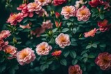 Photo realistic photography of blooming chinese rose flowers generative ai