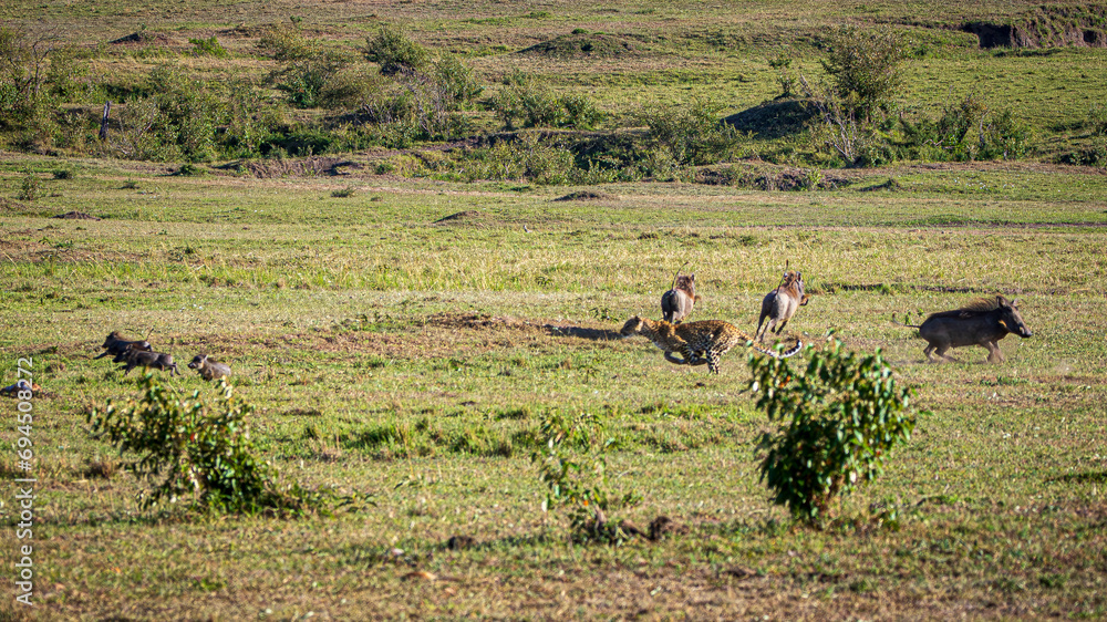 leopard hunting warthog leopard hunting warthog