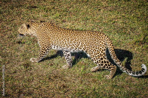 leopard in the grass © Alvaro