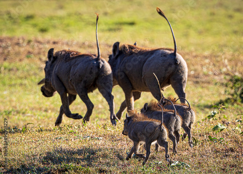 Photography warthog in the wild