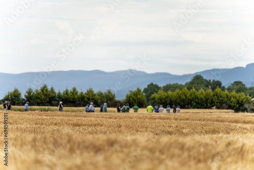 regenerative organic farmer, learning about cereal crops and looking at plant growth in a farm. practicing sustainable agriculture