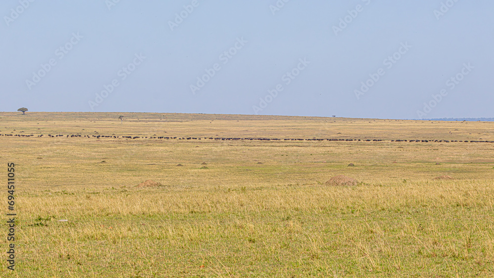 Obraz premium herd of buffalos