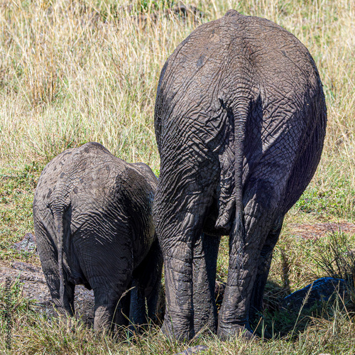 elephant in the savannah