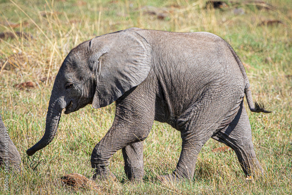 elephant in the savannah