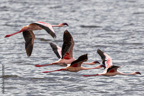 flamingo in flight