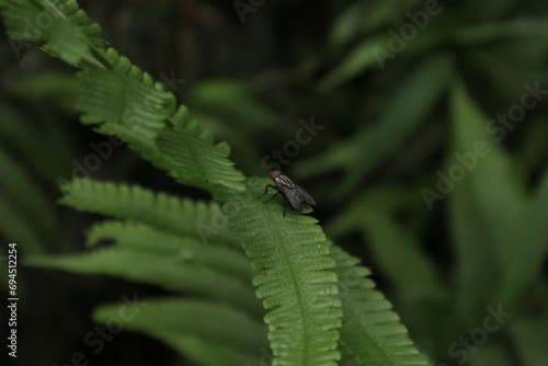 A red eyed flesh fly sitting on top of a surface of a fern leaf in dark area photo