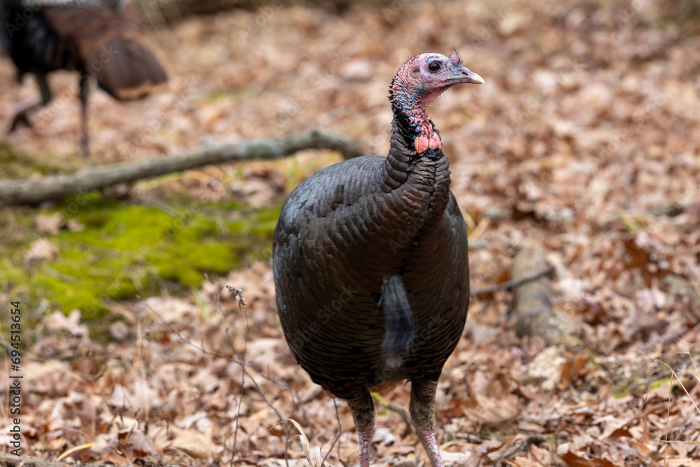 Wild turkey in the woods of Michigan Wild turkey in the woods of Michigan