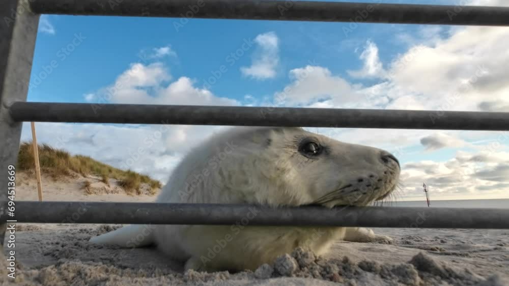 Jungrobbe, Heuler an der Absperrung für Robbenfans am Strand von Helgoland, Halichoerus grypus Jungrobbe, Heuler an der Absperrung für Robbenfans am Strand von Helgoland, Halichoerus grypus
