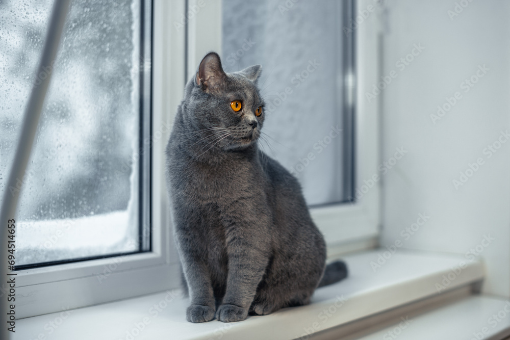 A British cat sits on the windowsill on a winter morning, looking at the snow outside with interest.