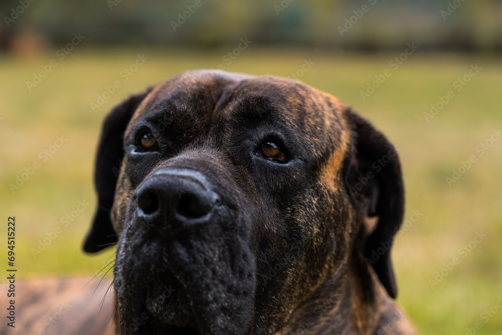 Close-up Dogo Canario also called Presa Canario a dog originated in the Canary Islands in Spain