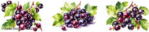 A collection of watercolor black currant in PNG format or on a transparent background. Decorations and watercolor-painted design elements for a project, banner, postcard, business. Fresh berry. photo