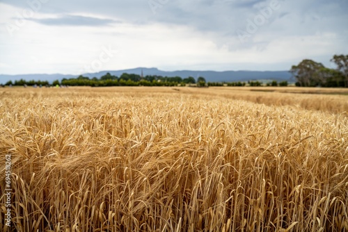 farming landscape of a wheat crop in australia