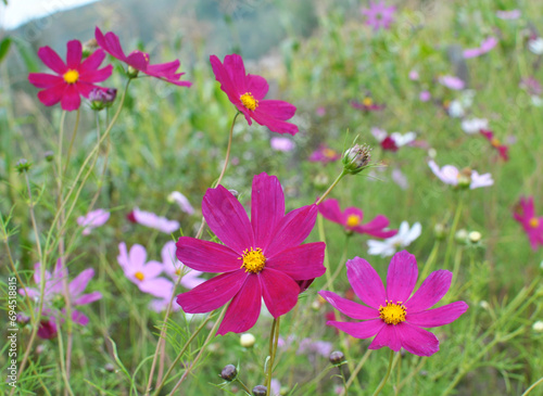 Decorative Cosmos flowers bloom in nature