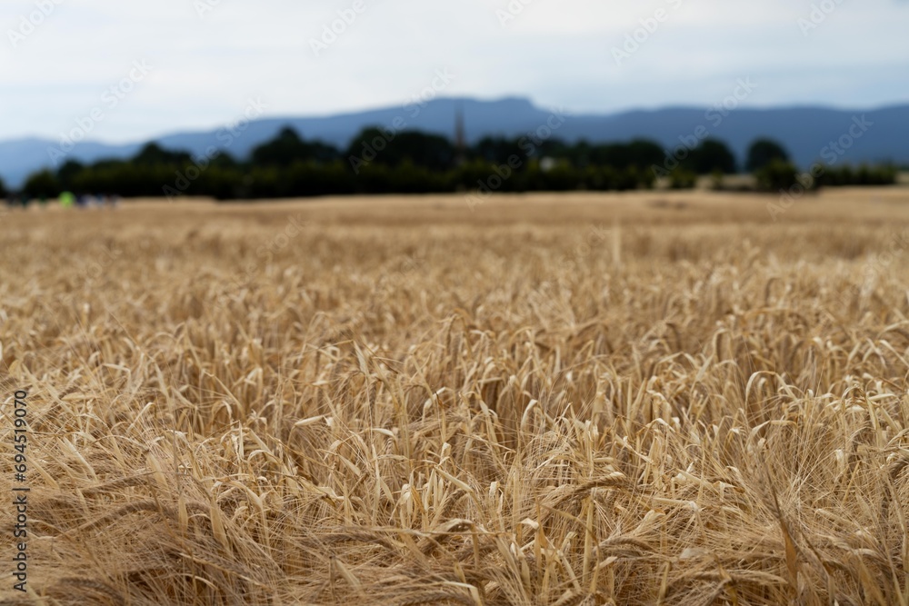 austrlian farming landscape of a wheat grain crop in a field in a farm growing in rows. growing a crop in a of wheat seed heads mature ready to harvest. austrlian farming landscape of a wheat grain crop in a field in a farm growing in rows. growing a crop in a of wheat seed heads mature ready to harvest.
