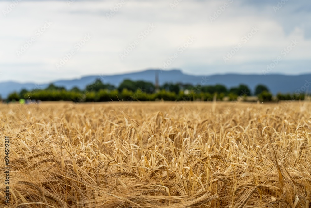 close up of a barley and wheat crop seed heads blowing in the wind in summer in australia on a farm