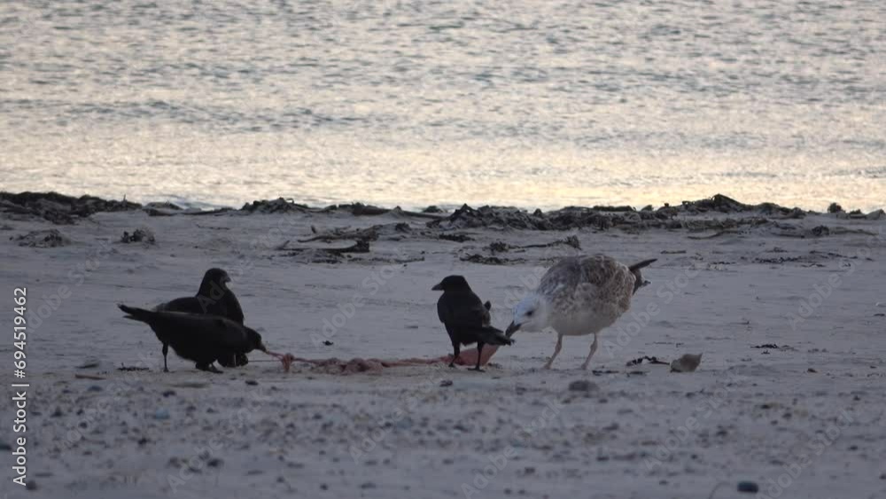 Vögel fressen Placenta von neugeborener Kegelrobbe am Strand, Möwen und Raben streiten, Helgoland Vögel fressen Placenta von neugeborener Kegelrobbe am Strand, Möwen und Raben streiten, Helgoland