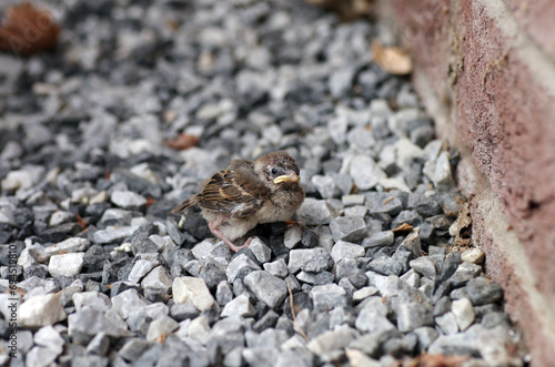 Nachdem der junge Haussperling das Nest verlassen hat, ist er auf den Kieselsteinen an der Hauswand gelandet