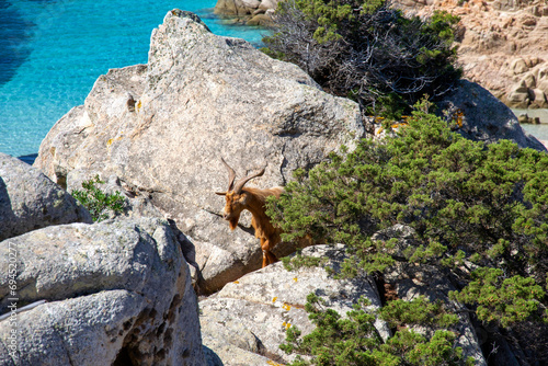 La spiaggia di Cala Napoletana è una piccola e graziosa spiaggia situata nel nord dell'isola di Caprera, nel pieno del Parco Nazionale dell'Arcipelago de La Maddalena.