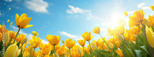Bright and colorful field of blooming yellow and white tulips under a clear blue sky with the sun shining vividly above. #694524823