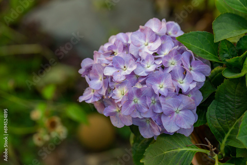 Blooming purple hydrangea flowers macro photography on a summer day. Large cap of garden hydrangea with violet petals close-up photo in summertime. Large ball of flowers with lilac petals.