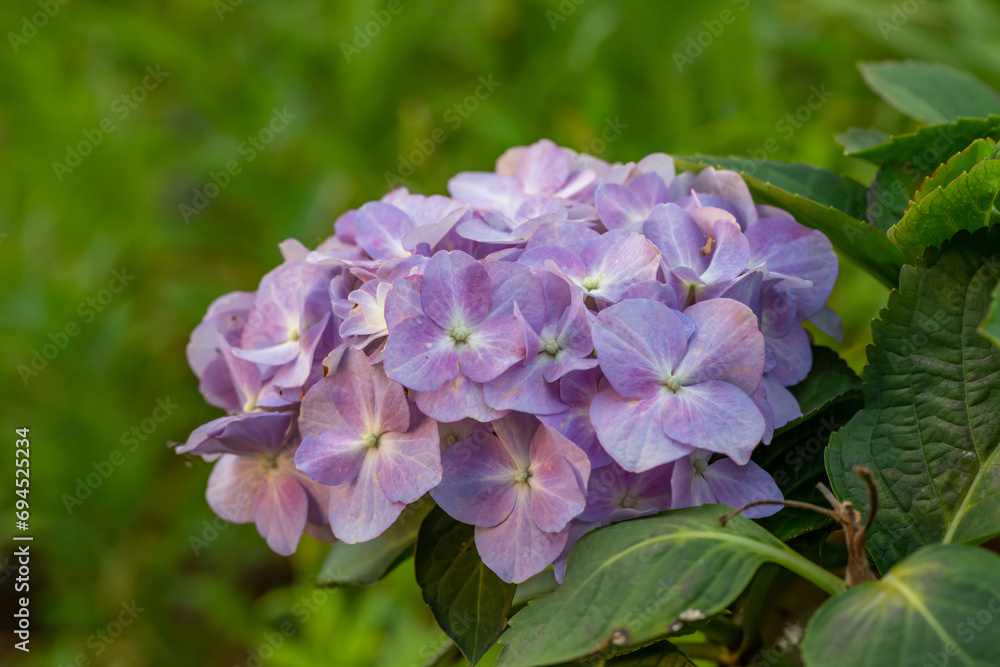Blooming purple hydrangea flowers macro photography on a summer day. Large cap of garden hydrangea with violet petals close-up photo in summertime. Large ball of flowers with lilac petals.