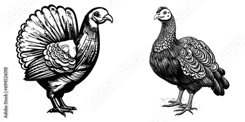 Turkey farm bird set, vector illustration.