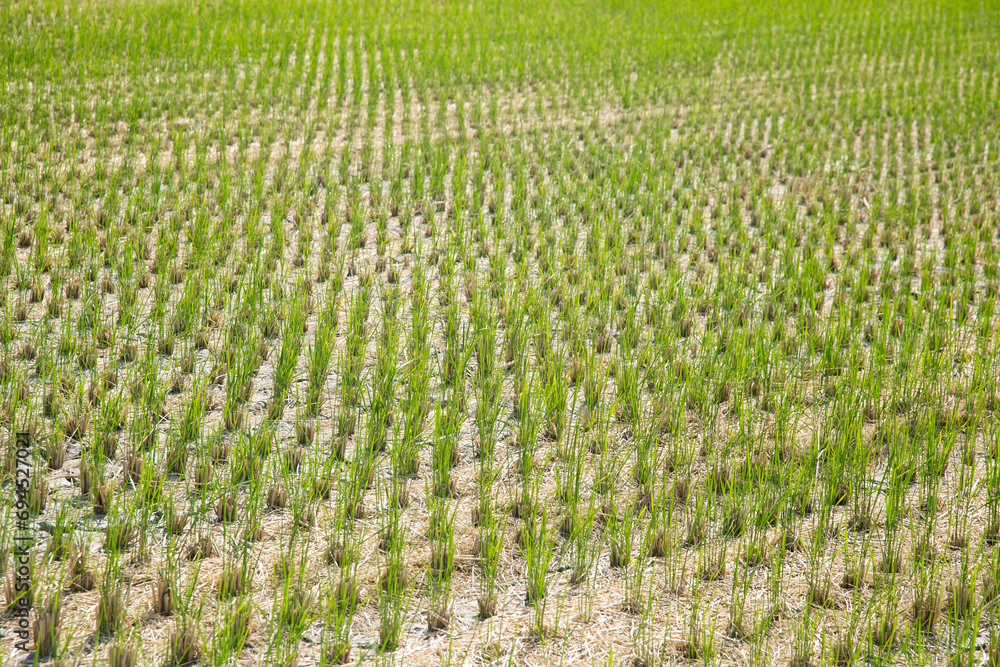 Japanese rice plantation after the harvest season in the Niigata prefecture, Japan. Japanese rice plantation after the harvest season in the Niigata prefecture, Japan.
