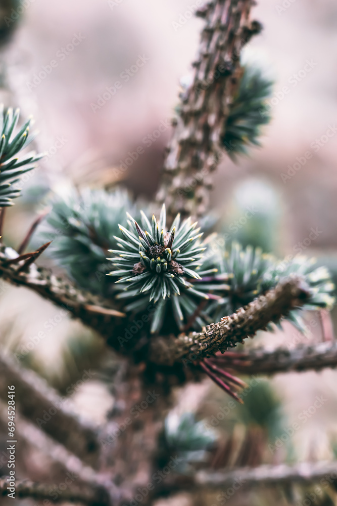 Close-up Plant Flower Flora Leaves Nature Close-up Plant Flower Flora Leaves Nature