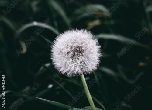 Close-up Plant Flower Flora Leaves Nature