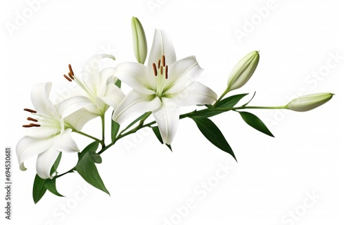 lily isolated on white background white lily © ArtCookStudio