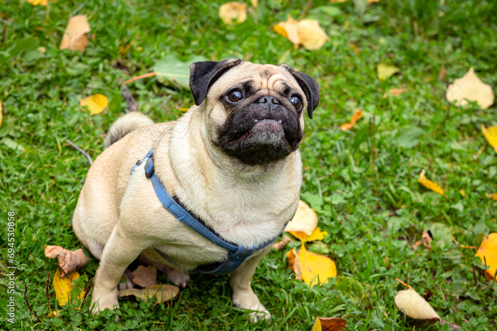 A small smiling pug sits in a clearing in an autumn park...
