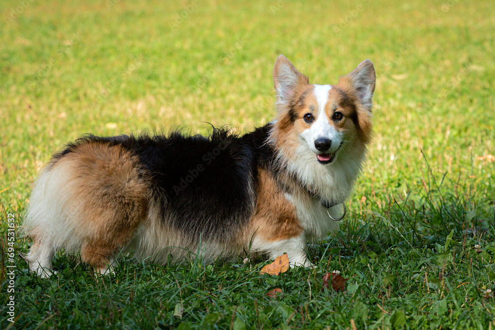 A Welsh corgi dog plays against the background of a green field