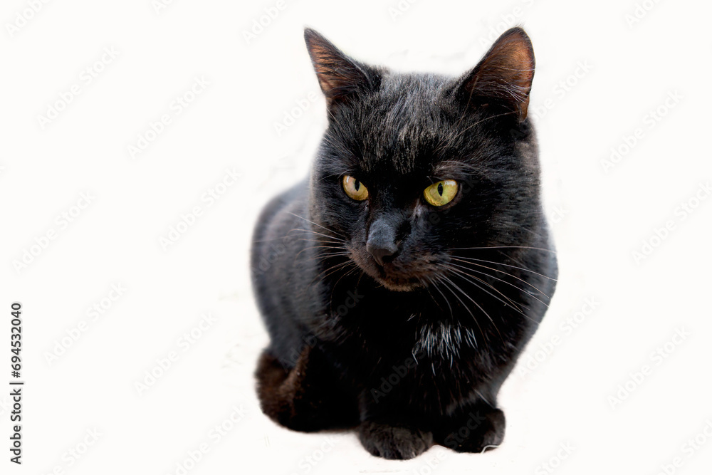 Close-up of a black cat on a white background
