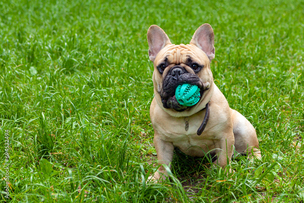 A French bulldog with a ball