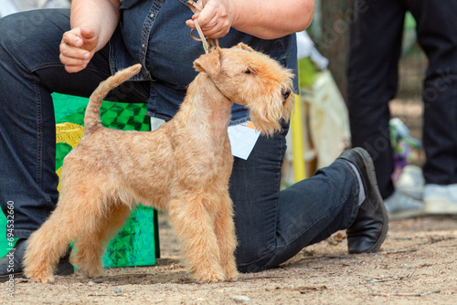 Obraz na plátně A young Lakeland Terrier dog at a dog show.