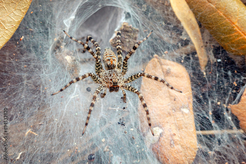 Labyrinth or Funnel-web Spider  Agelena labyrinthica  lurking in its web or retreat