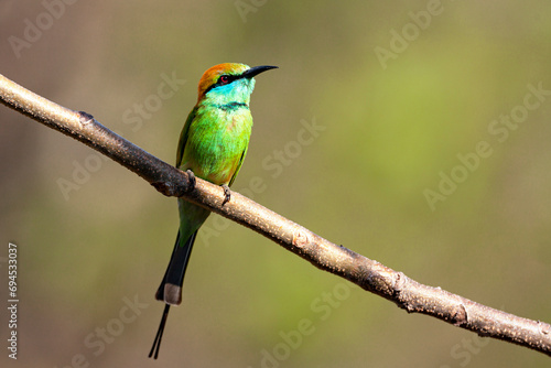 The green bee-eater (Merops orientalis) sometimes little green bee-eater sitting on the branch © Andrey