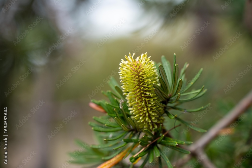bright native yellow banksia flower in spring in a national park in australia in a national park bright native yellow banksia flower in spring in a national park in australia in a national park