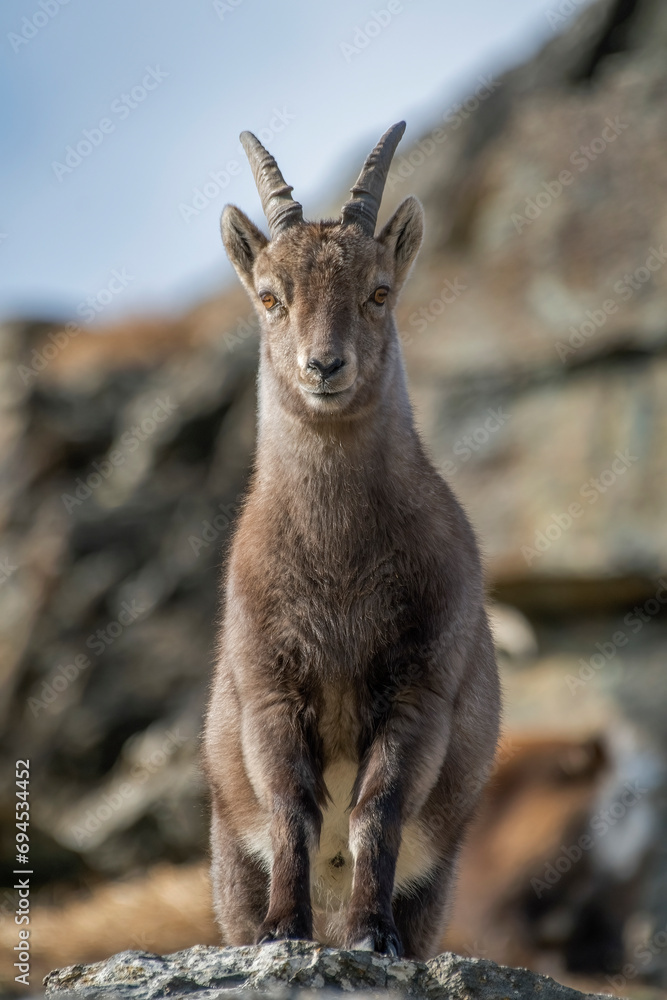 Alpine ibex (Female - Capra ibex) with winter coat standing on a rock against rocky slopes background, Alps Mountains, Italy. Vertical. December.