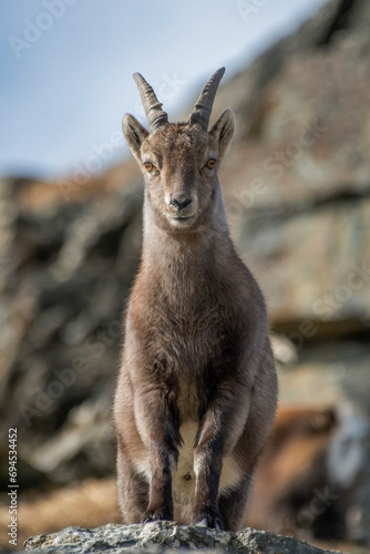 Obraz na płótnie Alpine ibex (Female - Capra ibex) with winter coat standing on a rock against rocky slopes background, Alps Mountains, Italy. Vertical. December. w salonie