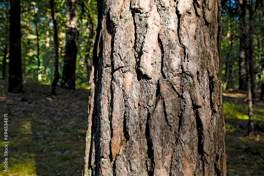 Bark on a pine tree trunk in a forest