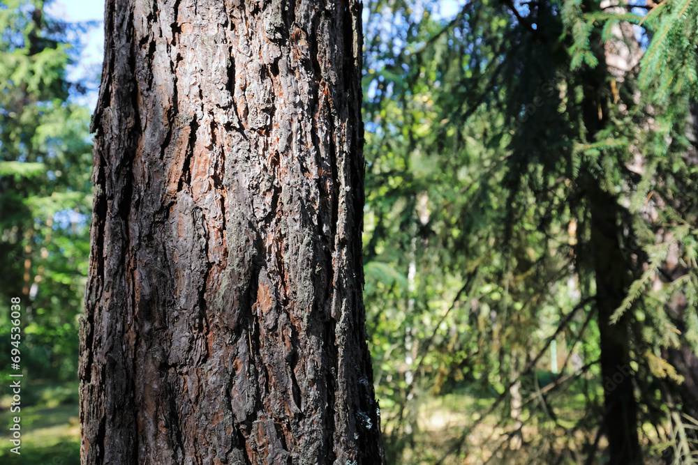 View of rough pine bark in a forest View of rough pine bark in a forest