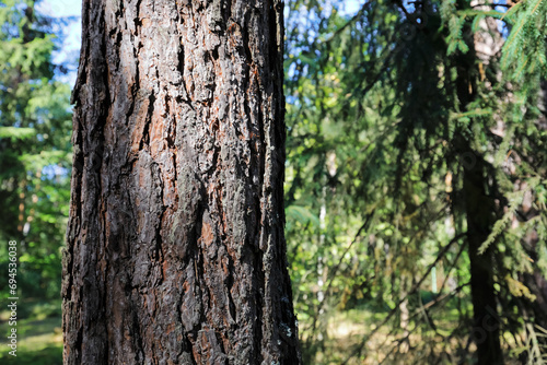 View of rough pine bark in a forest