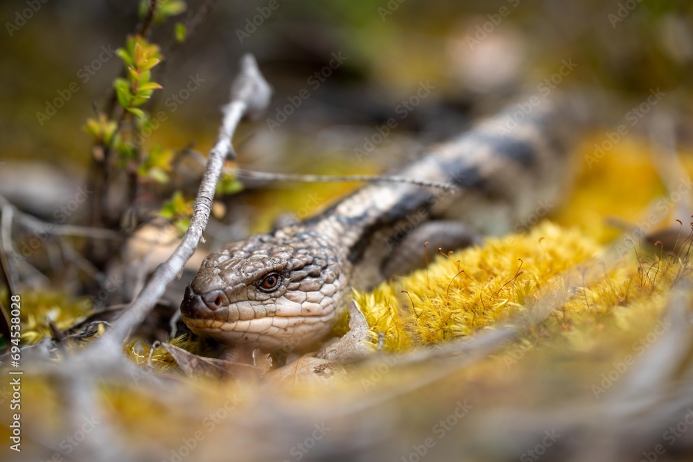 australian blue tongue lizard in tasmania australia australian blue tongue lizard in tasmania australia