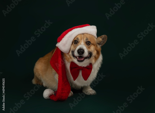 portrait of a cute corgi dog in a red Santa hat sitting in a studio against a green Christmas background © nataba