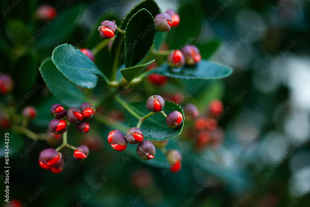 free place. natural background from tropical plants. For mounting a product display free place. natural background from tropical plants. For mounting a product display